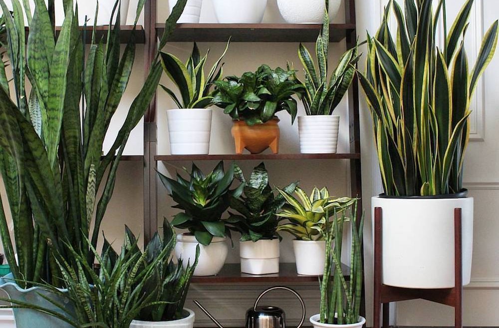 Plantas que te ayudarán a tener el aire más puro dentro de tu casa